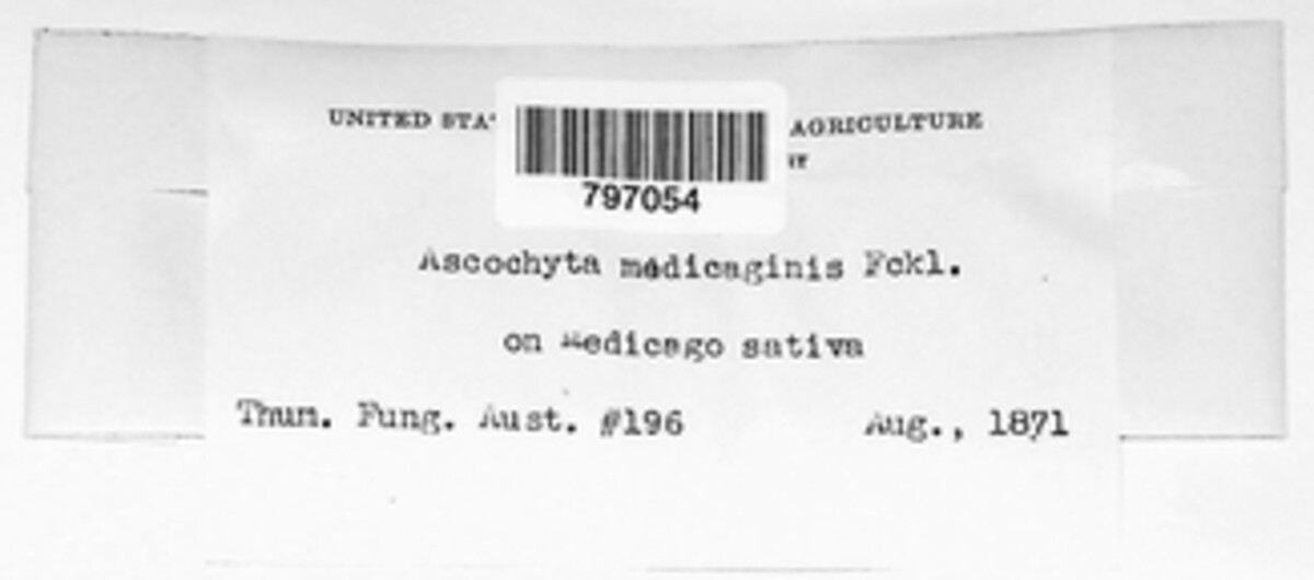 Phyllosticta medicaginis image